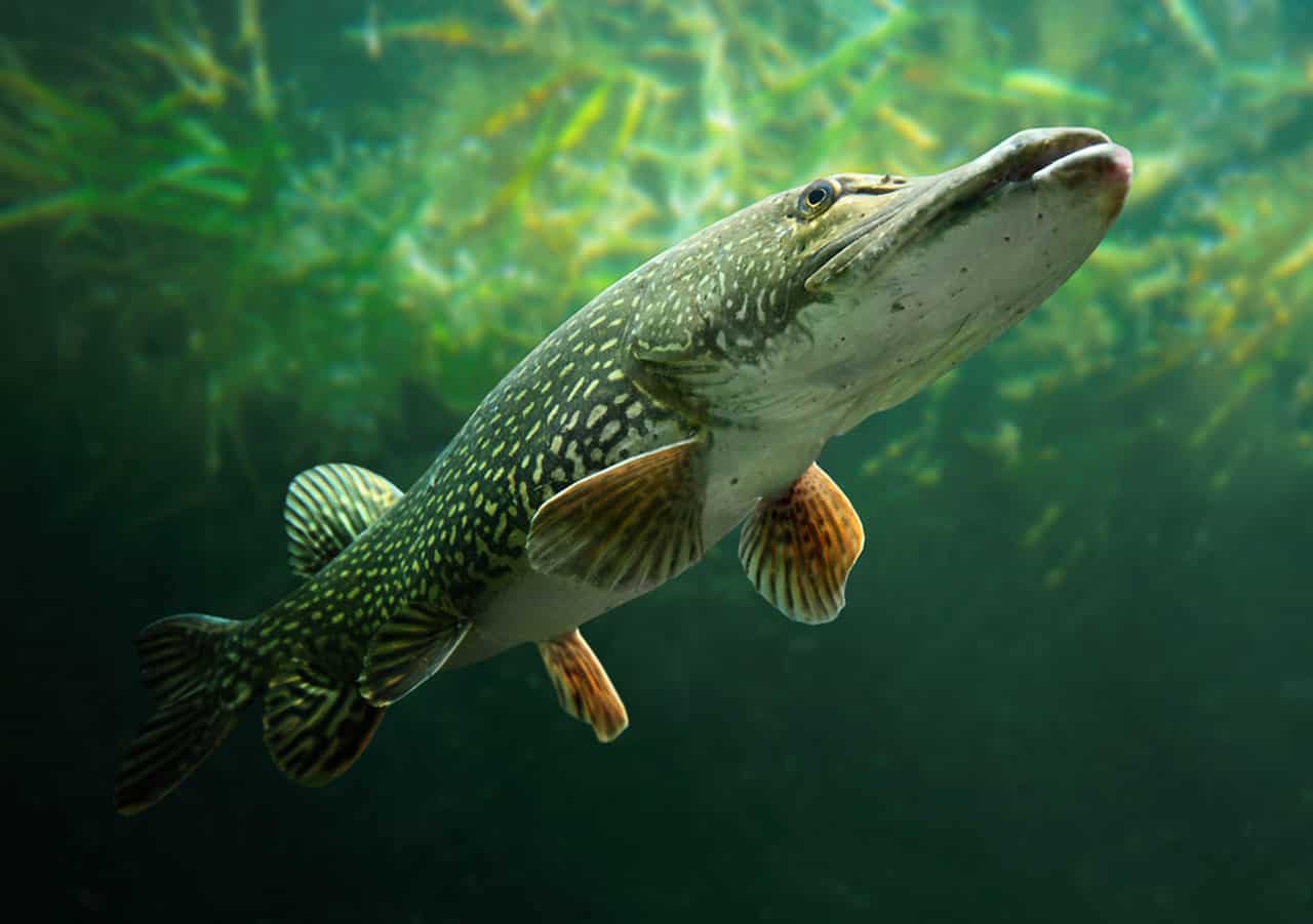What Do Northern Pike Eat