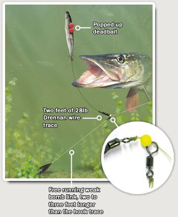 Premier Deadbait Sticks 4pk Pike fishing tackle 