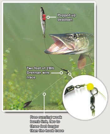 Dead Bait Pike Fishing Ledger Rig