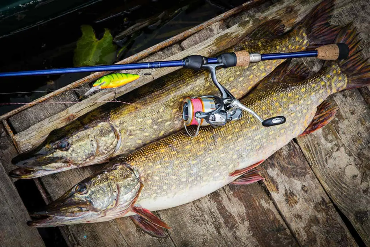 9 Most Asked Questions About Pike Fishing Gear Answered