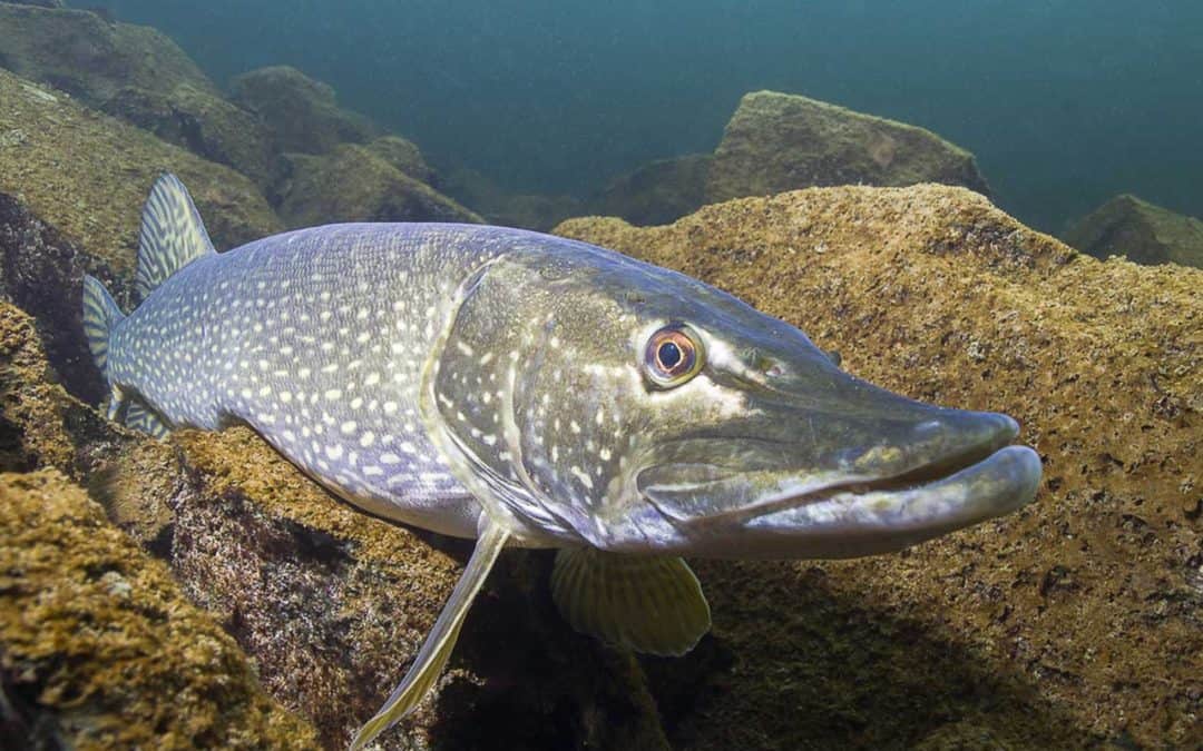 Pike Spawning Season: Everything You Need To Know
